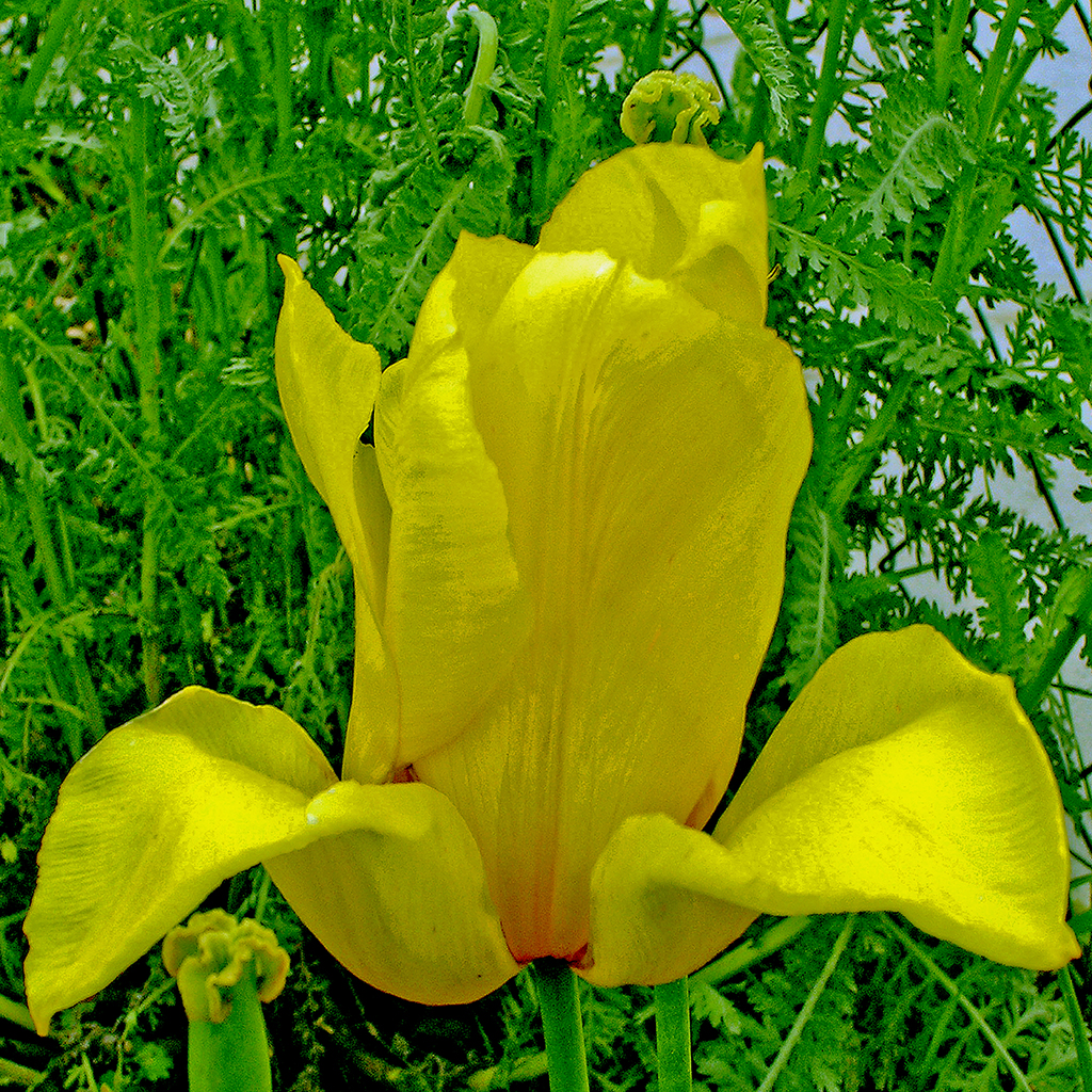 FIORITURE MEDITERRANEE (19).jpg